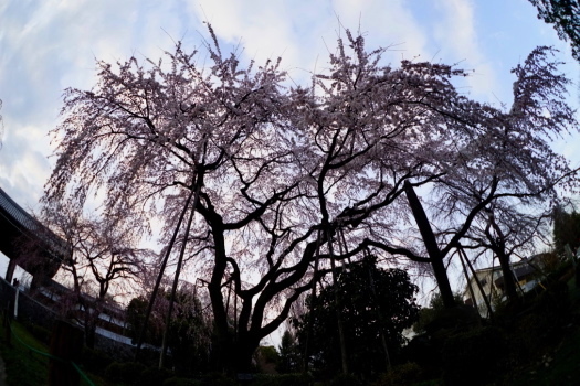 a0198883_12060489.jpg