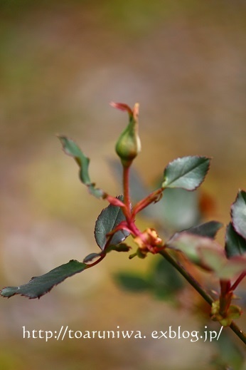 e0223684_17303675.jpg