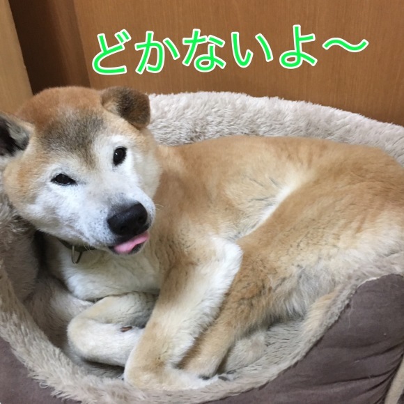 c0123890_16154924.png