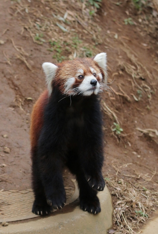 a0306502_21245760.jpg