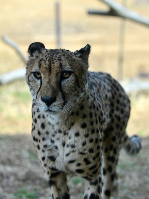 a0164204_08252532.jpg