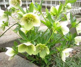b0177436_045643.jpg
