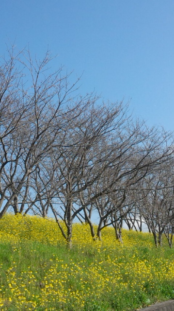 c0011649_816677.jpg