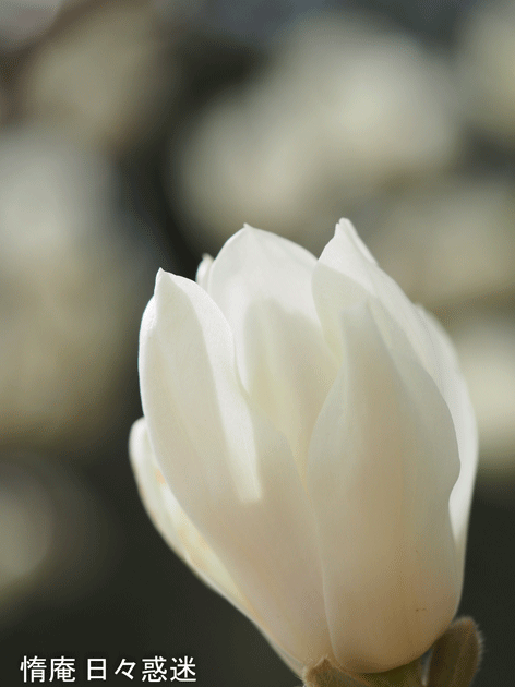 e0346064_02392143.gif