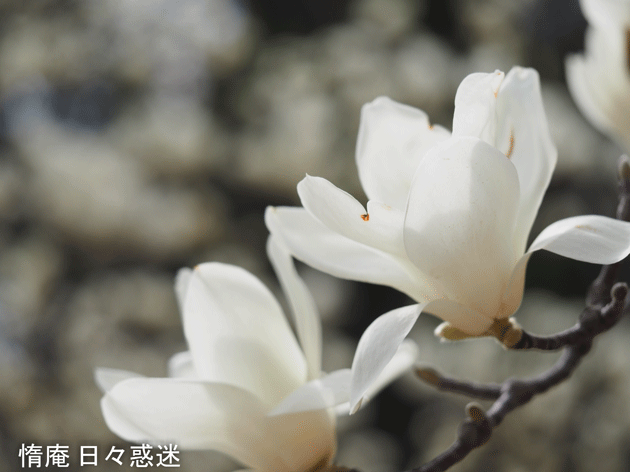 e0346064_02392245.gif