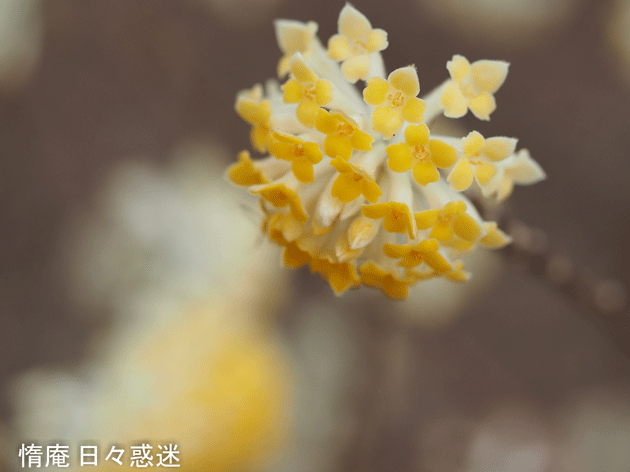 e0346064_20484010.gif