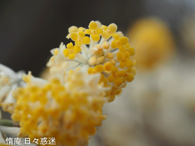 e0346064_20484163.gif