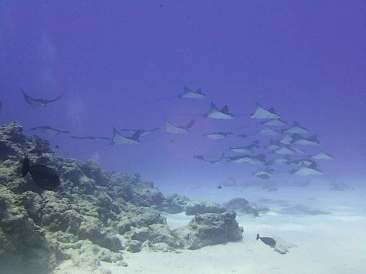 e0132965_05405561.jpg