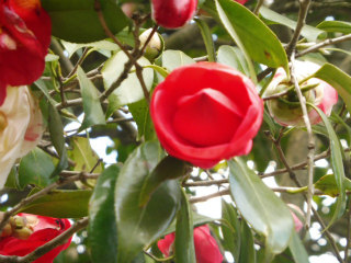 e0046477_21322180.jpg