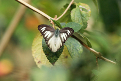 d0353091_14333360.jpg
