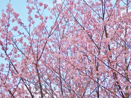 a0125598_21381259.jpg