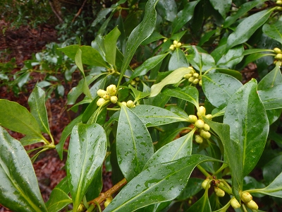 f0193521_3513934.jpg