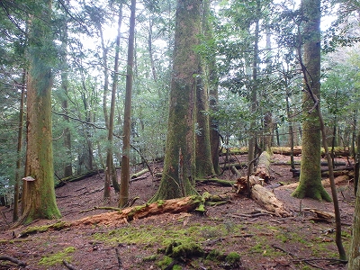 f0193521_463215.jpg
