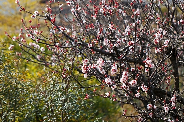 a0242438_20090785.jpg