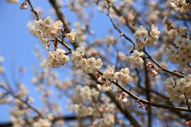 a0242438_20100390.jpg