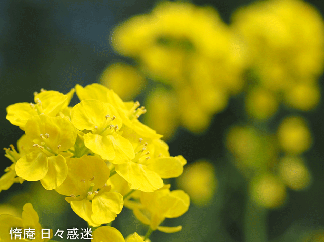 e0346064_15531288.gif
