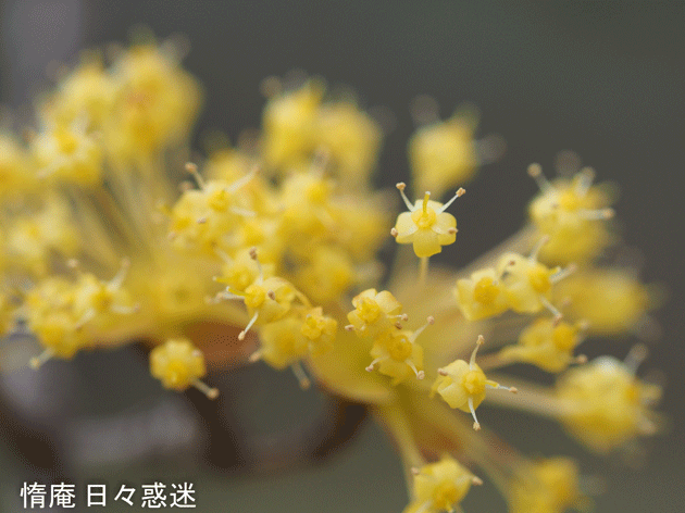 e0346064_15531336.gif