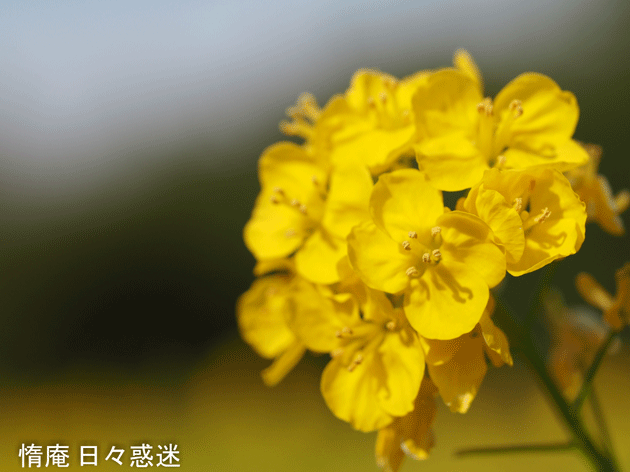 e0346064_15531420.gif
