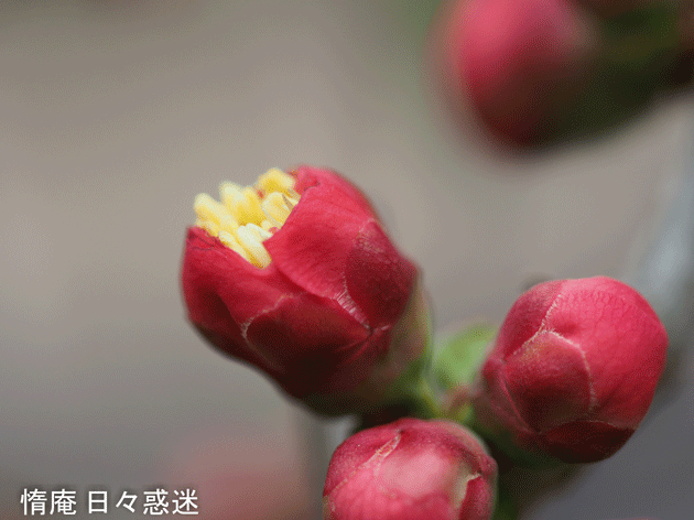 e0346064_16010901.gif