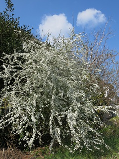 e0130185_1957468.jpg