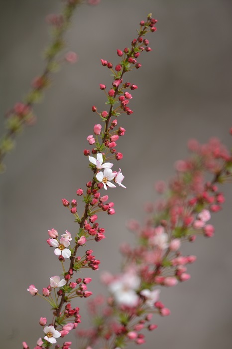 e0353790_22424393.jpg