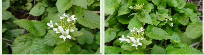 f0231709_1250143.png