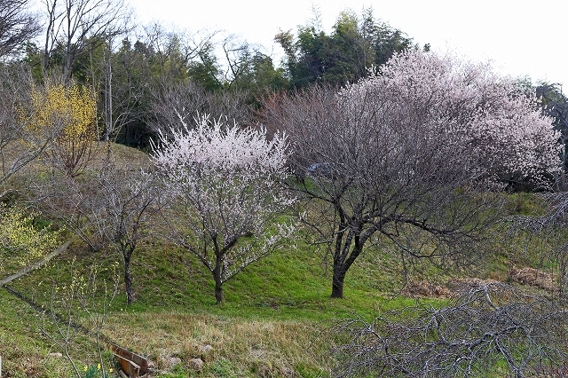 a0242438_20151017.jpg