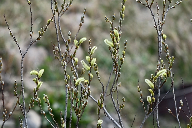 a0242438_20151608.jpg