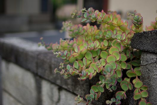 c0032138_20191200.jpg