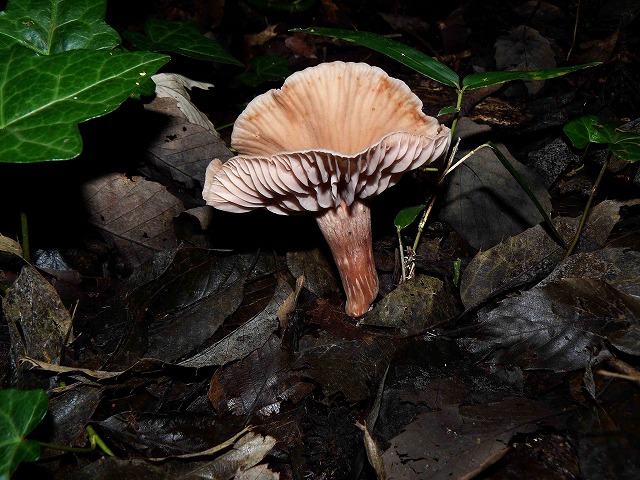 d0019074_8232929.jpg