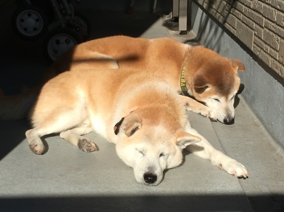 c0123890_20302019.jpeg