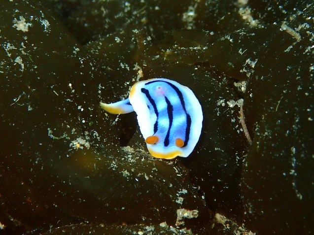 e0115199_12472989.jpg