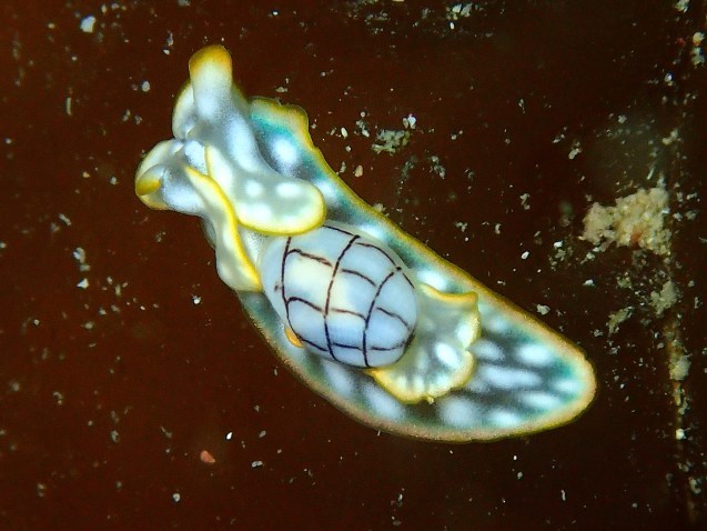 e0115199_13033646.jpg