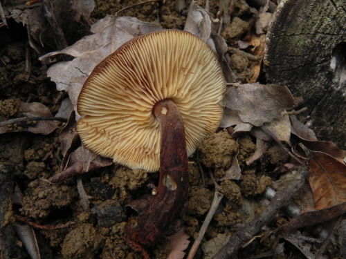 e0352220_15382786.jpg