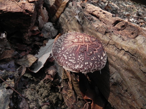 e0352220_15385369.jpg