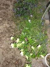 c0147935_21234586.jpg