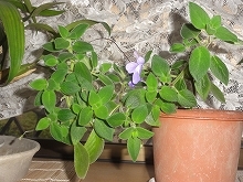 c0147935_21455668.jpg