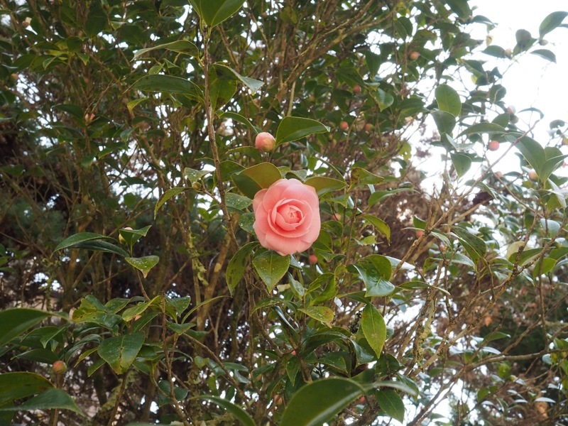 f0169147_20570754.jpg