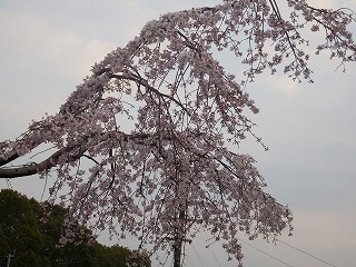c0203348_13380007.jpg