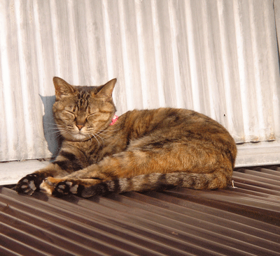e0001558_17461604.gif