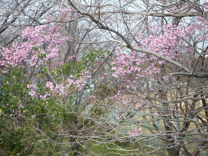 b0197486_8311016.jpg