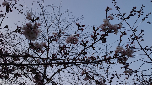 e0035992_20131332.jpg