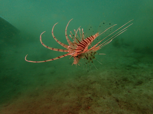 e0115199_14331607.jpg