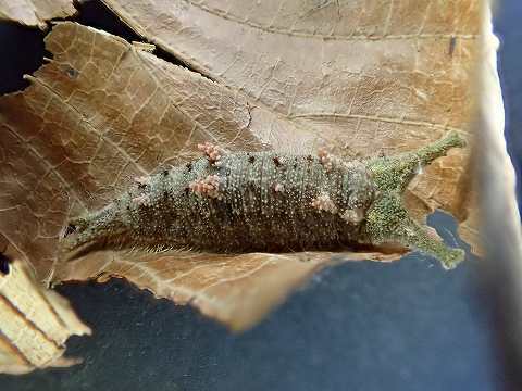 a0117305_22451737.jpg
