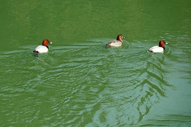 a0242438_20452429.jpg