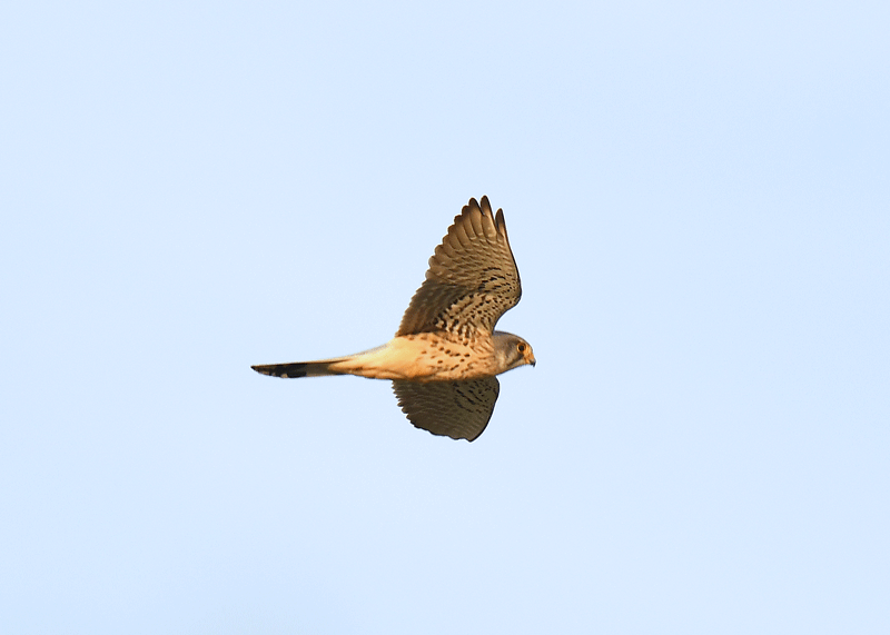d0290240_11411008.gif