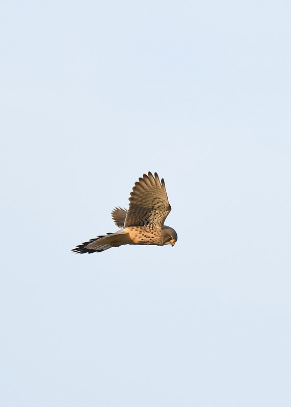 d0290240_11411970.gif