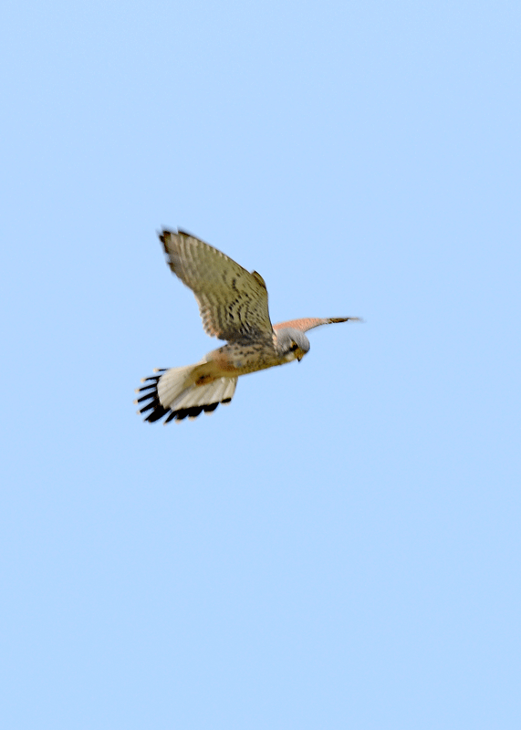 d0290240_20571500.gif