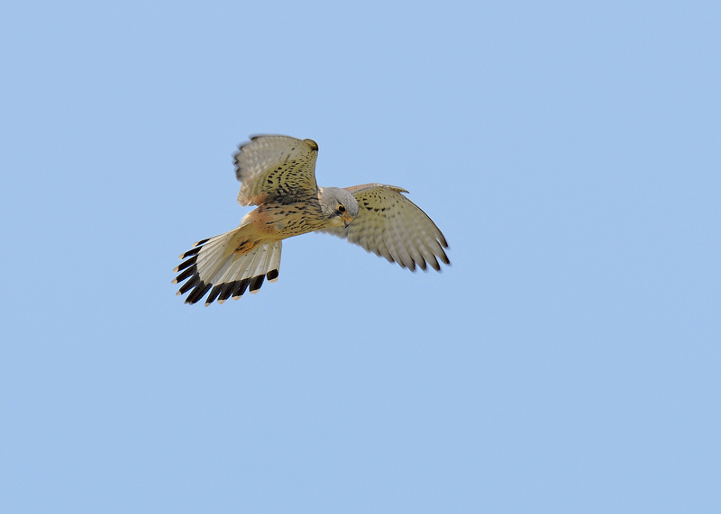 d0290240_20583156.gif