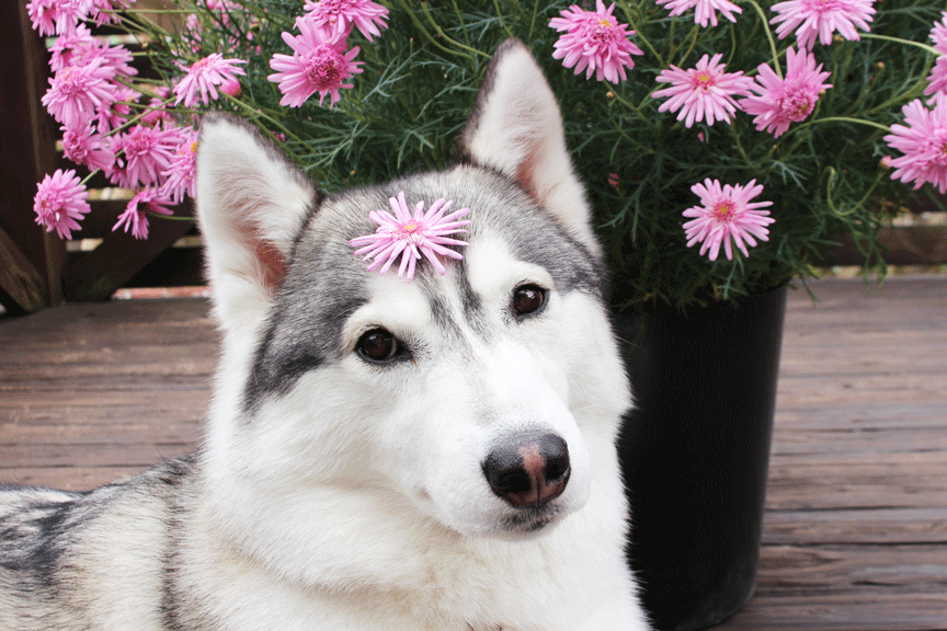 a0241761_13571850.gif